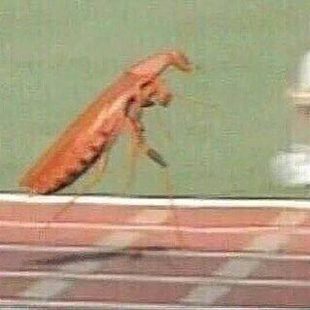 Meet your Posher, Eli